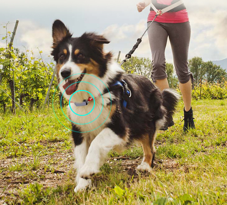 SafeReturn™ Real-Time GPS Pet Tracker – Peace of Mind for Escape Artists &amp; Adventurers